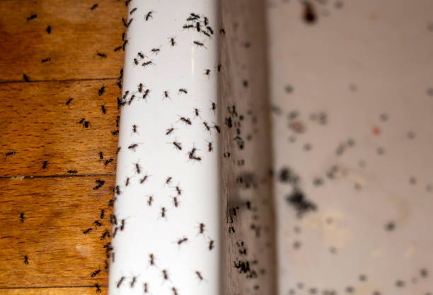 Best Pest Prevention Services  in Bloomfield Hills, MI